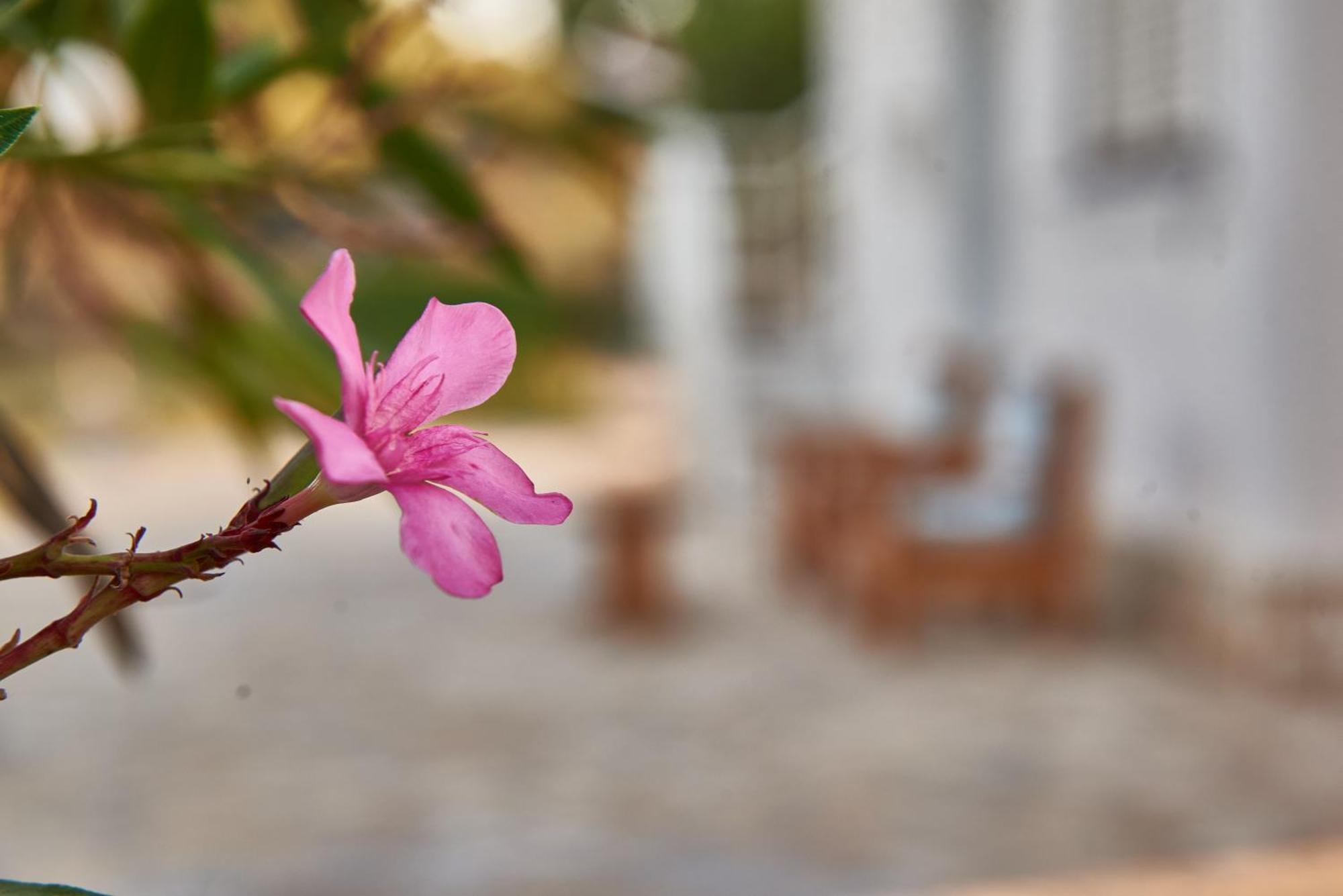 Villa Rania / Zante Drosia Kypseli Eksteriør bilde