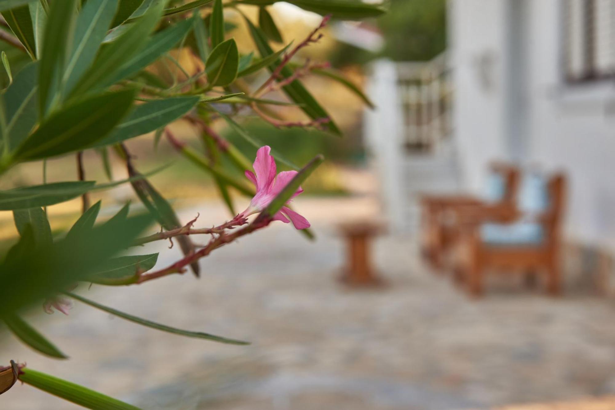 Villa Rania / Zante Drosia Kypseli Eksteriør bilde